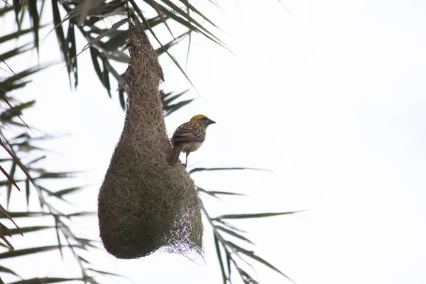 Birds, also known as Aves or avian dinosaurs, are a group of endothermic vertebrates, characterised by feathers, toothless beaked jaws, the laying of hard-shelled eggs, a high metabolic rate, a four-chambered heart, and a strong yet lightweight skele