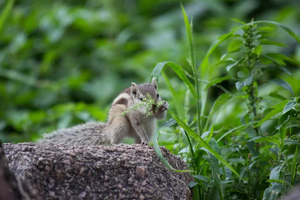 Las Ardillas Son Miembros Familia Sciuridae Una Familia Que Incluye —  Fotos de Stock