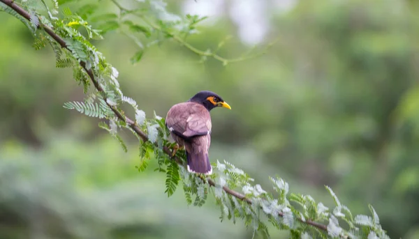 Myna Ptak Rodziny Starling Jest Grupa Ptaków Przechodnich Które Rodzą — Zdjęcie stockowe