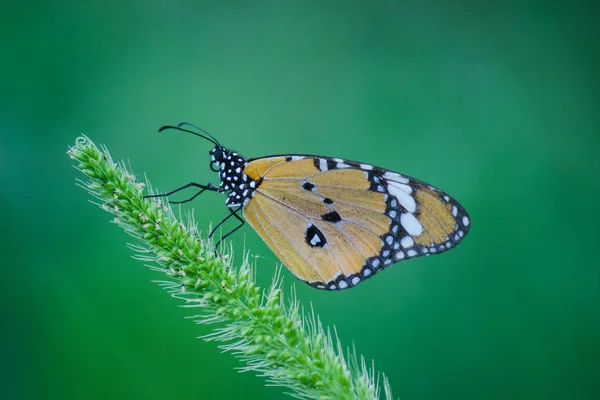 Danaus Chrysippus Également Connu Sous Nom Tigre Plaine Reine Afrique — Photo