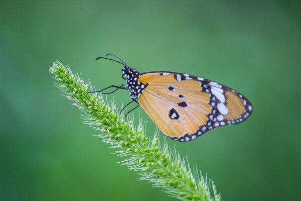 Danaus chrysippus, also known as the plain tiger or African queen, is a medium-sized butterfly widespread in Asia, Australia and Africa. It belongs to the Danainae subfamily of the brush-footed butterfly family 