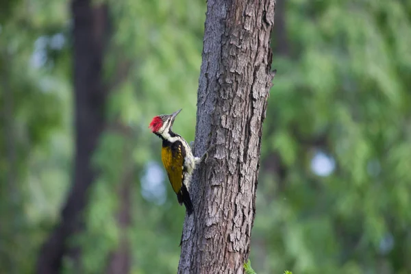 Hackspettar Del Familjen Picidae Grupp Nästan Tättingar Som Också Består — Stockfoto