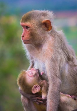 Maymun, Simiiformes altyapısındaki bazı maymun memeli gruplarına veya türlerine atıfta bulunan yaygın bir isimdir. Bu terim, Yeni Dünya maymunları ve Eski Dünya maymunlarının aileleri gibi primat gruplarına tanımlayıcı bir şekilde uygulanır.