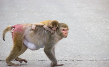 Maymun, Simiiformes altyapısındaki bazı maymun memeli gruplarına veya türlerine atıfta bulunan yaygın bir isimdir. Bu terim, Yeni Dünya maymunları ve Eski Dünya maymunlarının aileleri gibi primat gruplarına tanımlayıcı bir şekilde uygulanır.