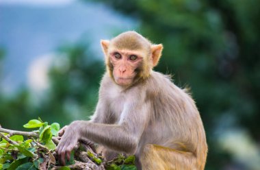 Maymun, Simiiformes altyapısındaki bazı maymun memeli gruplarına veya türlerine atıfta bulunan yaygın bir isimdir. Bu terim, Yeni Dünya maymunları ve Eski Dünya maymunlarının aileleri gibi primat gruplarına tanımlayıcı bir şekilde uygulanır.