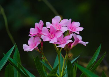 Hindistan 'da ilkbaharda çiçek açar.