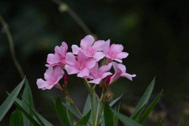 Hindistan 'da ilkbaharda çiçek açar.