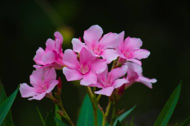 Hindistan 'da ilkbaharda çiçek açar.