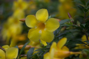 Hindistan 'da ilkbaharda çiçek açar.