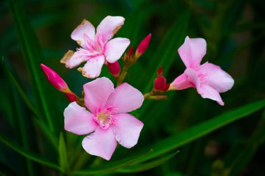 Hindistan 'da ilkbaharda çiçek açar.