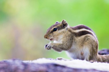 Sincaplar Sciuridae familyasının küçük ya da orta büyüklükteki kemirgenleri içeren üyeleridir. Diğer kemirgenler arasında ağaç sincapları, yer sincapları, sincaplar, dağ sıçanları, uçan sincaplar ve çayır köpekleri var.