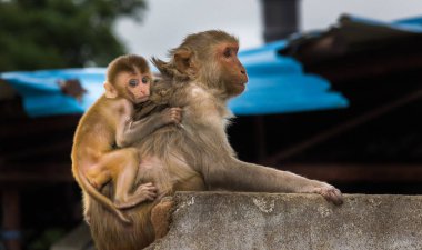 Maymun, Simiiformes altyapısındaki bazı maymun memeli gruplarına veya türlerine atıfta bulunan yaygın bir isimdir. Bu terim, Yeni Dünya maymunları ve Eski Dünya maymunlarının aileleri gibi primat gruplarına tanımlayıcı bir şekilde uygulanır.
