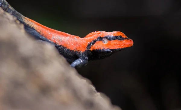 Agama Rocheux Péninsule Agama Rocheux Sud Inde Est Une Espèce — Photo