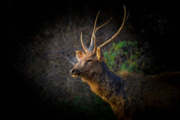 Güneşli Kırmızı Geyik Cervus Elaphus Yaz Doğasında Kameraya Bakan Yeni — Stok fotoğraf