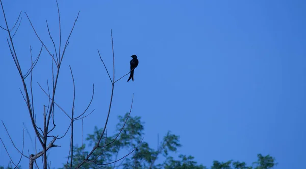 Black Drongo Dicrurus Macrocercus Sedí Vrcholku Stromu Modrou Oblohou Pozadí — Stock fotografie