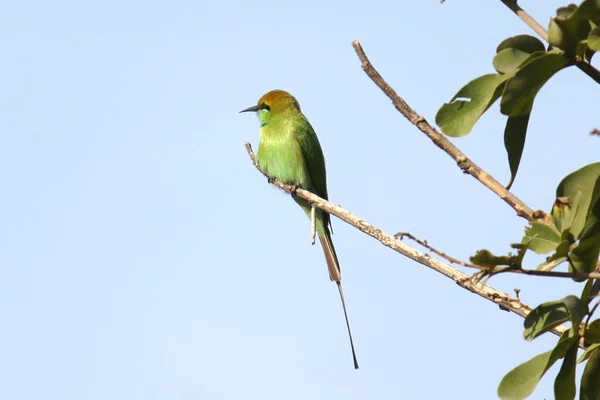 Les Mangeurs Abeilles Sont Groupe Oiseaux Non Passereaux Famille Des — Photo