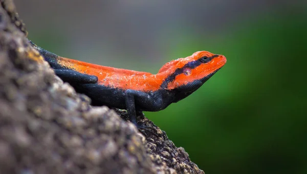 半岛岩石山 Peninsular Rock Agama 或南印度岩石山 South Indian Rock Agama 是在印度南部岩石山上发现的一种常见的岩石山 — 图库照片