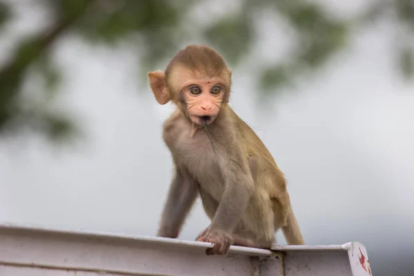 Maymun, Simiiformes altyapısındaki bazı maymun memeli gruplarına veya türlerine atıfta bulunan yaygın bir isimdir. Bu terim, Yeni Dünya maymunları ve Eski Dünya maymunlarının aileleri gibi primat gruplarına tanımlayıcı bir şekilde uygulanır.