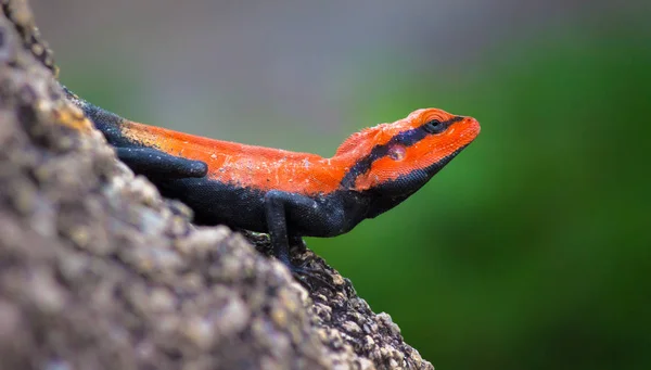 半岛岩石山 Peninsular Rock Agama 或南印度岩石山 South Indian Rock Agama 是在印度南部岩石山上发现的一种常见的岩石山 — 图库照片