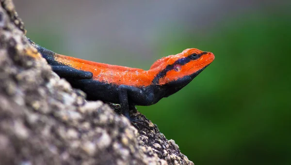 半岛岩石山 Peninsular Rock Agama 或南印度岩石山 South Indian Rock Agama 是在印度南部岩石山上发现的一种常见的岩石山 — 图库照片