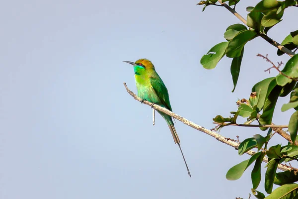 Les Mangeurs Abeilles Sont Groupe Oiseaux Non Passereaux Famille Des — Photo