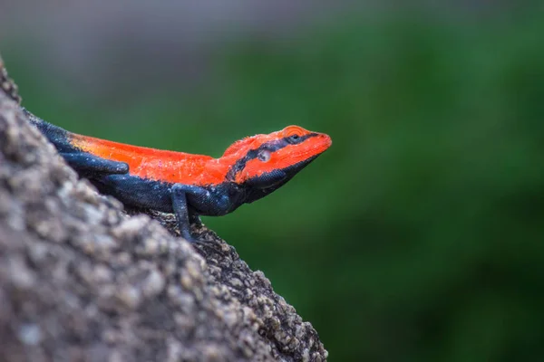 半岛岩石山 Peninsular Rock Agama 或南印度岩石山 South Indian Rock Agama 是在印度南部岩石山上发现的一种常见的岩石山 — 图库照片