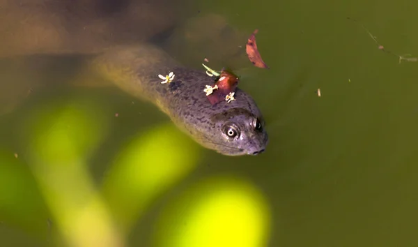 Schildkröte Schwimmt Teich Und Freut Sich — Stockfoto