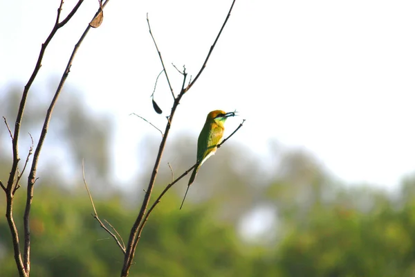 食蜂鸟是一种非帕萨林鸟类 有3属27种 大多数物种产于非洲和亚洲 少数产于南欧 澳大利亚和新几内亚 — 图库照片