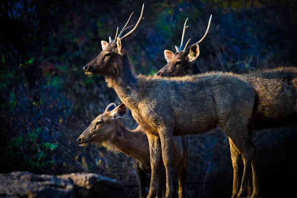 Güneşli Kırmızı Geyik Cervus Elaphus Yaz Doğasında Kameraya Bakan Yeni — Stok fotoğraf