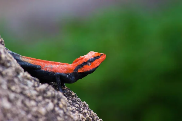 Félszigeti Rock Agama Vagy Dél Indiai Rock Agama Gyakori Agama — Stock Fotó