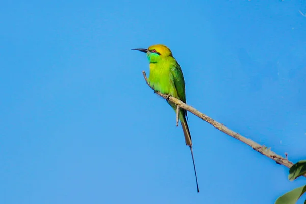 Meropidae Grupo Aves Não Passeriformes Família Meropidae Contendo Três Gêneros — Fotografia de Stock