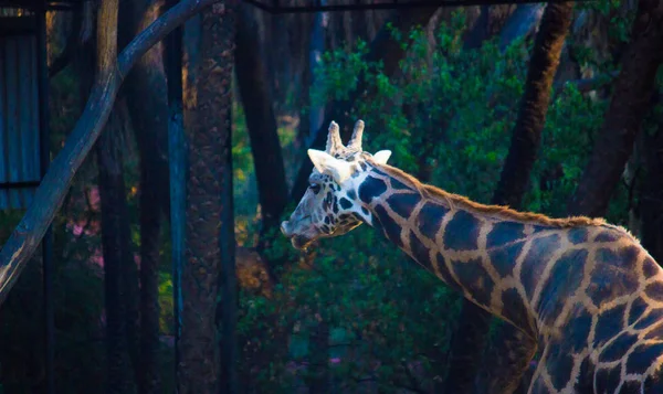 Giraffa Nel Parco Zoologico Nehru Hyderabad India — Foto Stock