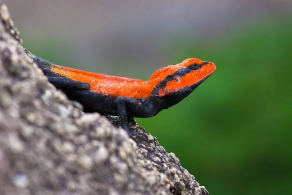 半岛岩石山 Peninsular Rock Agama 或南印度岩石山 South Indian Rock Agama 是在印度南部岩石山上发现的一种常见的岩石山 — 图库照片