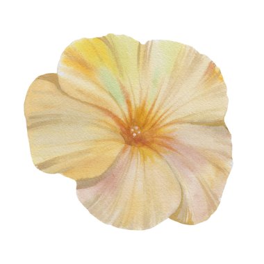 Beyaz arka plan üzerinde izole suluboya çiçek. Ele suluboya resim çekin. Tasarım öğesi.