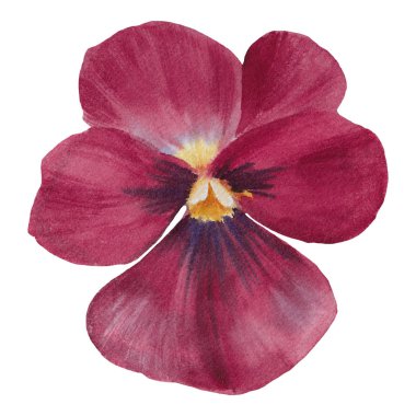 Beyaz arka plan üzerinde izole suluboya çiçek. Ele suluboya resim çekin. Tasarım öğesi.