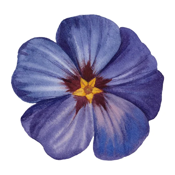 Beyaz Arka Plan Üzerinde Izole Suluboya Çiçek Ele Suluboya Resim — Stok fotoğraf