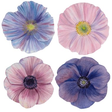 Dikişsiz suluboya çiçekler deseni. Poppies çiçekleri. Farklı renklerde el boyalı çiçekler. Çiçekler için tasarım.  