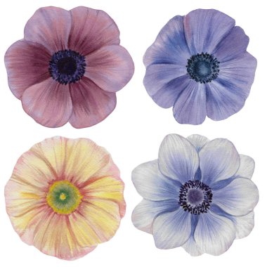 Dikişsiz suluboya çiçekler deseni. Poppies çiçekleri. Farklı renklerde el boyalı çiçekler. Çiçekler için tasarım.  