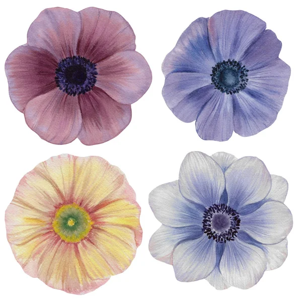 Naadloze Aquarel Bloemen Patroon Papavers Bloemen Handgeschilderde Bloemen Van Verschillende — Stockfoto