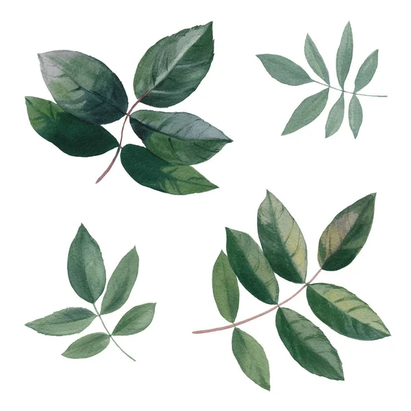 葉っぱのセット 白い背景に葉の水彩画セット 水彩画イラストを手描き デザイン要素 アートデザインのためのエレガントな葉 — ストック写真
