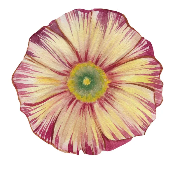 Suluboya Çiçek Beyaz Arka Plan Üzerinde Izole Çiçek Suluboya Illüstrasyon — Stok fotoğraf