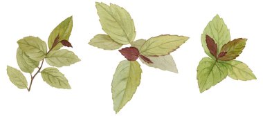 Bir dizi yaprak. Beyaz bir arka plan üzerinde yaprakları nirengi boyama seti. El suluboya illüstrasyon çizin. Tasarım öğesi. Sanat tasarımı için zarif yapraklar. Botanik clipart.