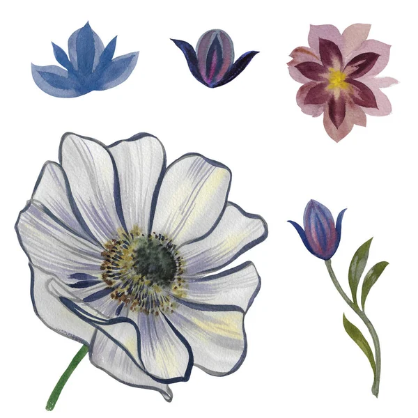 一套花 白色背景上的水彩花 手绘水彩插图 花卉设计元素 植物剪贴画 — 图库照片