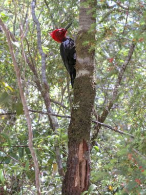 Ormanda yaşlı bir ağaç beslenirler pileated ağaçkakan