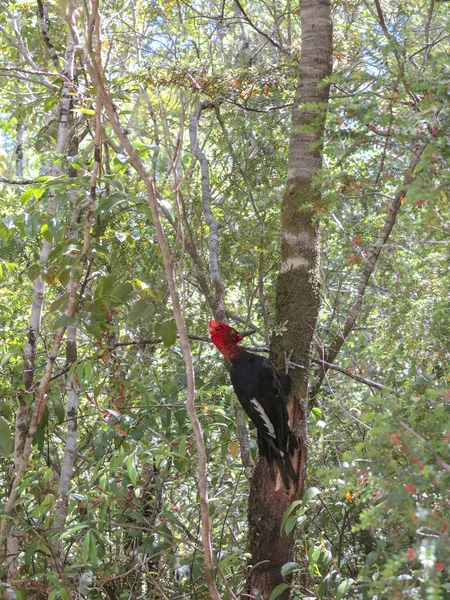 Ormanda yaşlı bir ağaç beslenirler pileated ağaçkakan