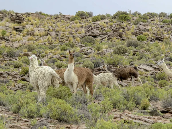 Lama Jest Udomowione Południowej Camelid Powszechnie Używany Jako Mięsa Zwierząt — Zdjęcie stockowe