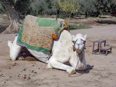 deve için turist Fas üzerinde