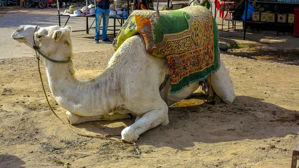 Kameel Voor Toeristische Marokko — Stockfoto