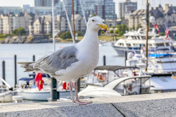 Une Belle Mouette Blanche Grise Port Regardant Caméra Par Une — Photo