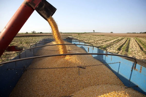 Corn harvest — Stock Photo, Image